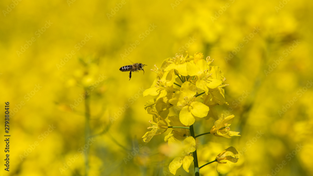 Raps, Biene auf Anflug Raps, Biene auf Anflug