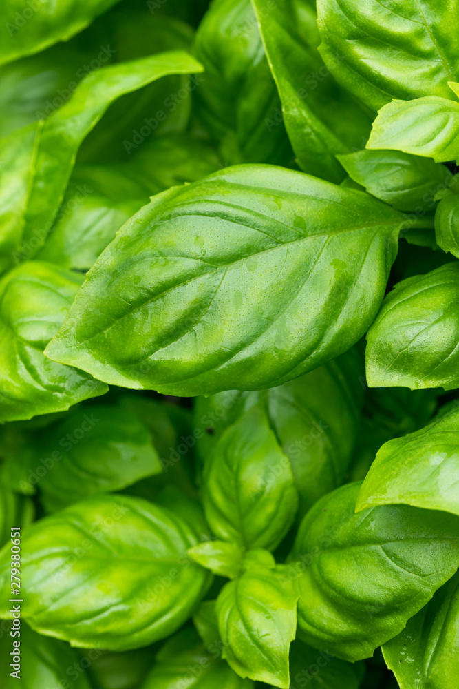 Raw Green Organic Basil Plant Raw Green Organic Basil Plant