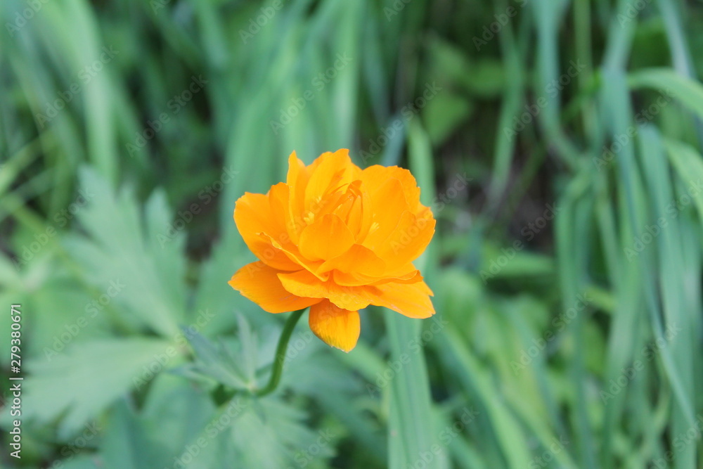 bright orange flower in the forest
