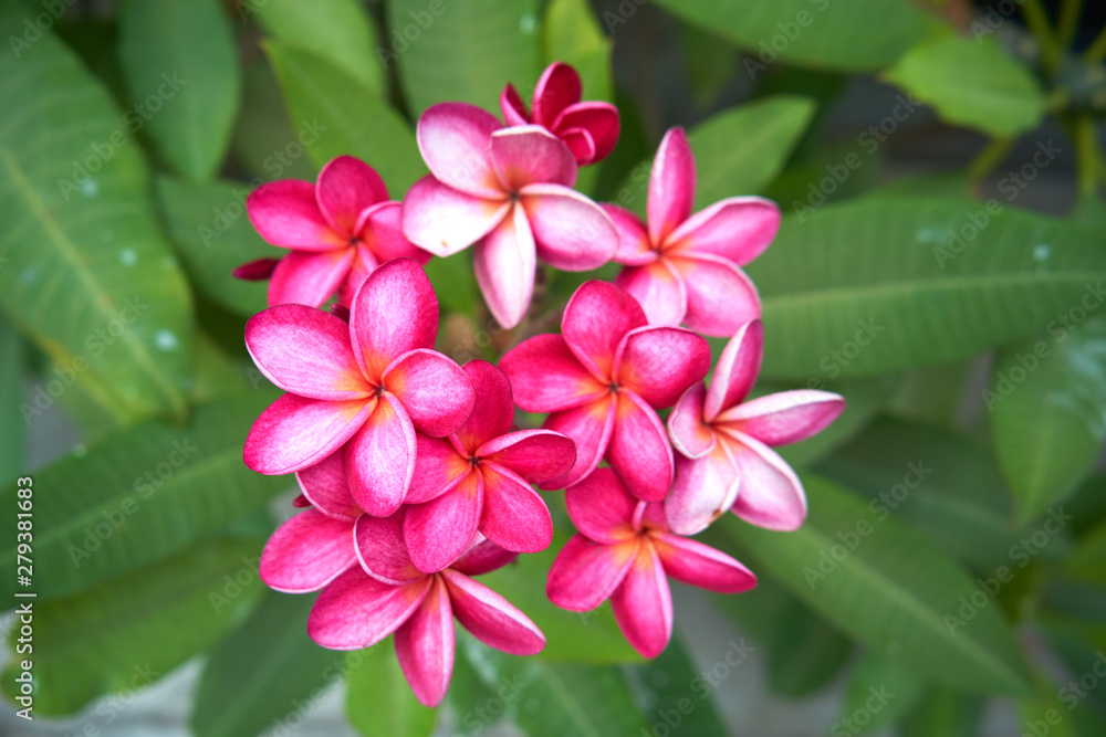 beautiful pink and white flowers beautiful pink and white flowers