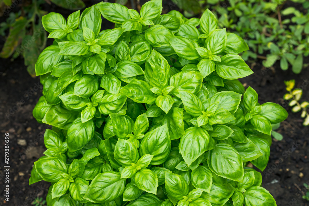 Raw Green Organic Basil Plant Raw Green Organic Basil Plant