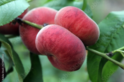 Peaches on a branch of a deciduous tree on a summer day.