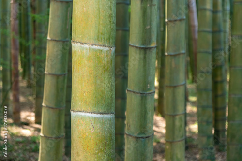 Bamboo forest trees background view. Bamboo forest background. Bamboo forrest trees.