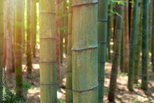 Bamboo forest trees background view. Bamboo forest background. Bamboo forrest trees.