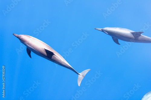 dauphin philippines © Erick