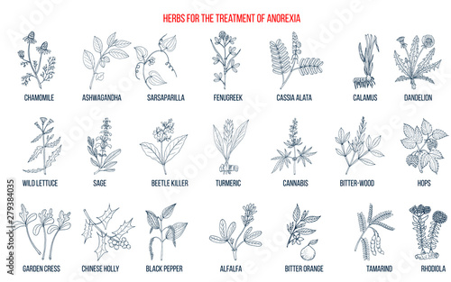 Best herbs for the treatment of anorexia