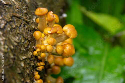 mushrooms in the forest, close-up © Владимир Голубев