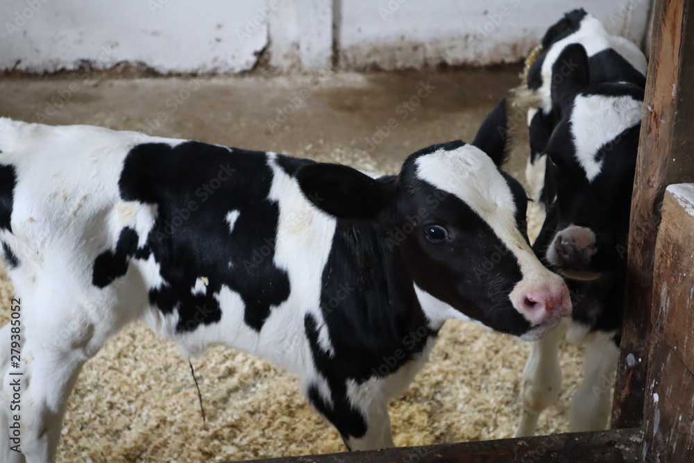 farm calf in a stall. A cute calf stands in a wooden shed in the village and looks into the lens. A cow stands inside a ranch next to hay and other calves. Young calves in a farm. Calf Care. farm calf in a stall. A cute calf stands in a wooden shed in the village and looks into the lens. A cow stands inside a ranch next to hay and other calves. Young calves in a farm. Calf Care.