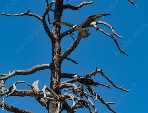 Osprey at Nesting tree