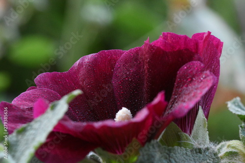 pink rose with water drops
