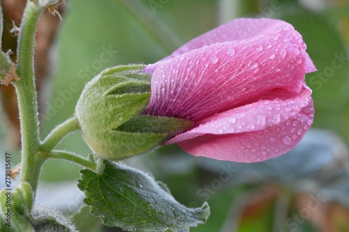 pink flower in the garden