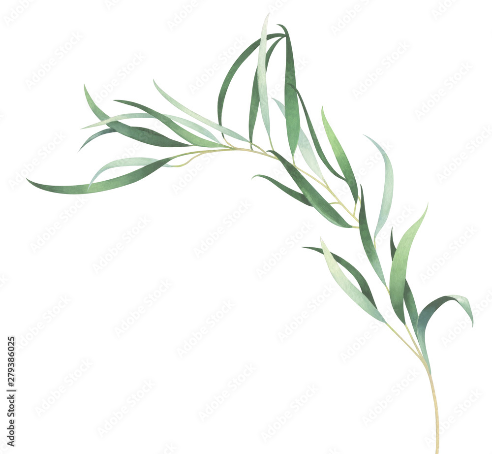 Obraz premium Watercolor eucalyptus branch isolated on white background