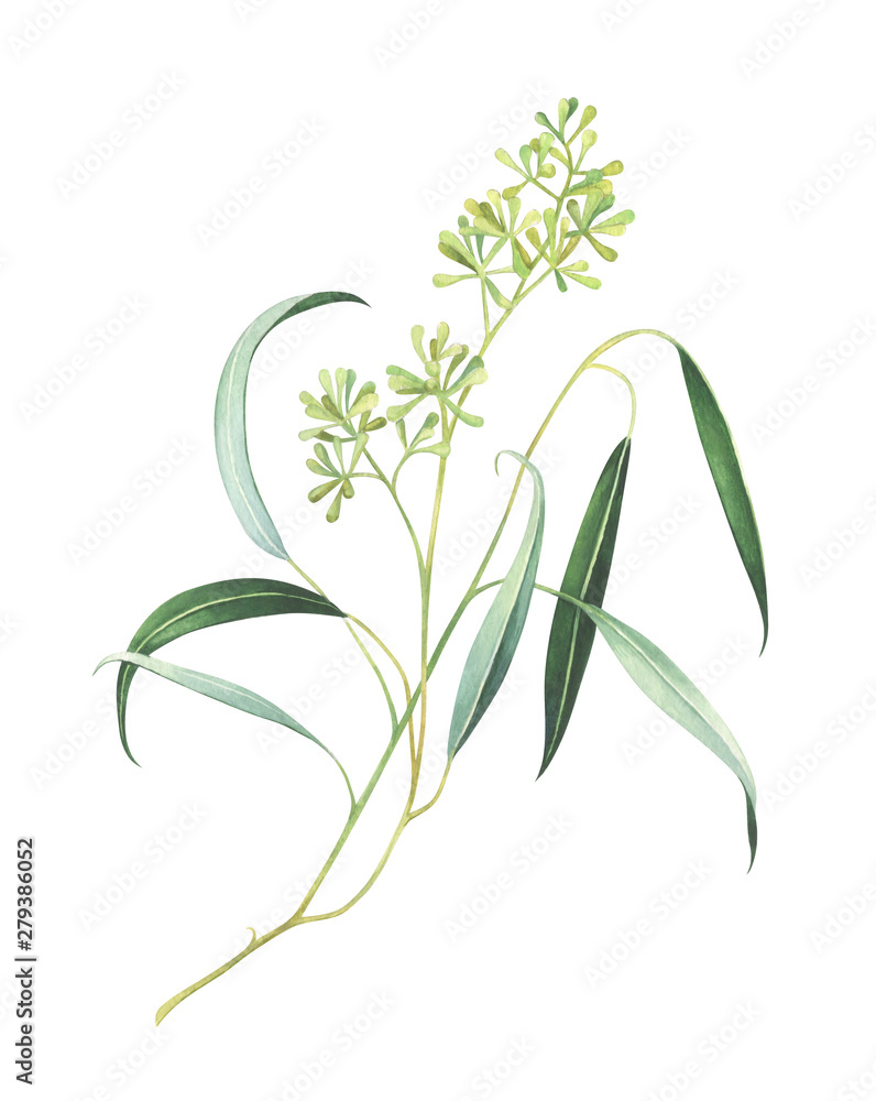 Fototapeta premium Watercolor eucalyptus branch with seeds isolated on white background