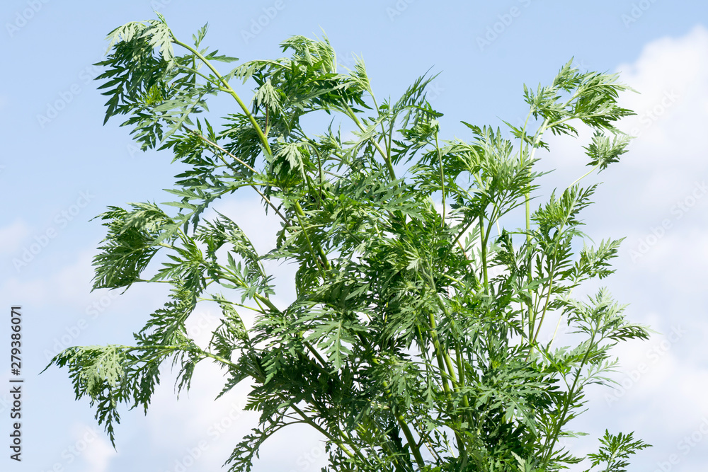 Obraz premium ragweed ambrosia plant allergy