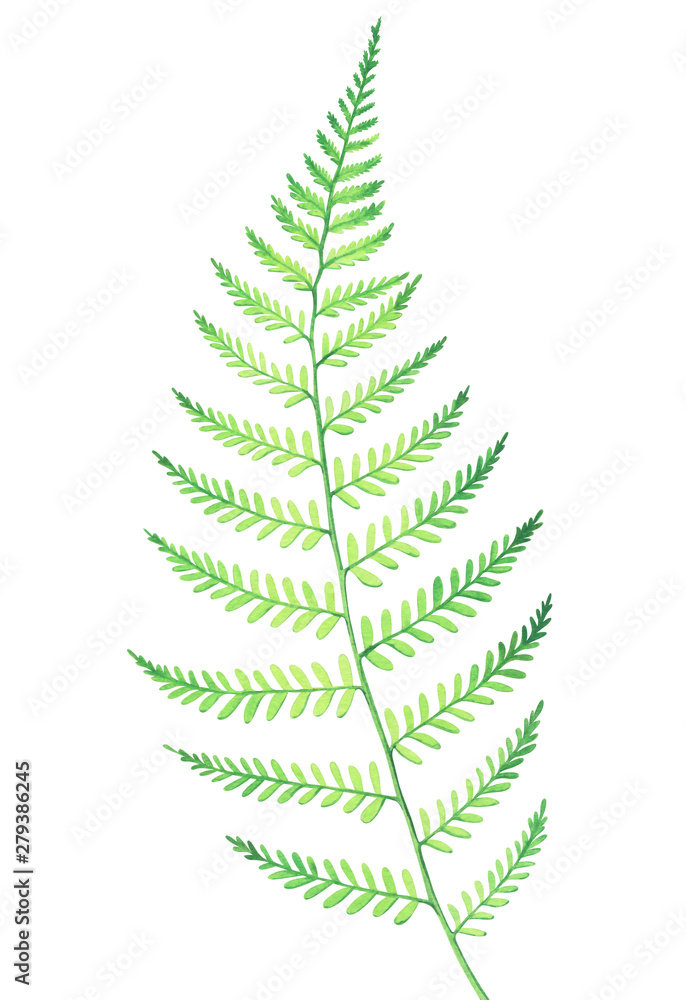 Watercolor fern isolated on white background. Watercolor fern isolated on white background.