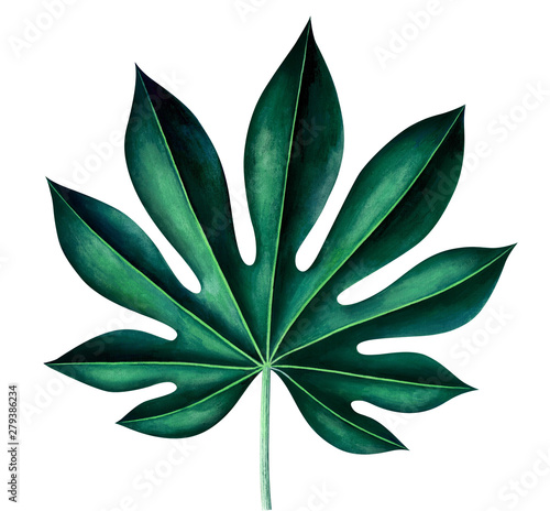 Tropical leaf of fatsia japonica isolated on white. Watercolor illustration. photo