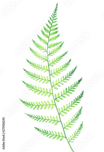 Watercolor fern isolated on white background.