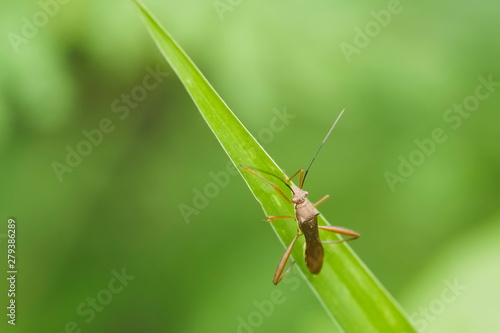 Top view a Nysius insect, Seed bugs, ground bugs (Lygaeidea) resting on green leaf with green nature blurred background, 