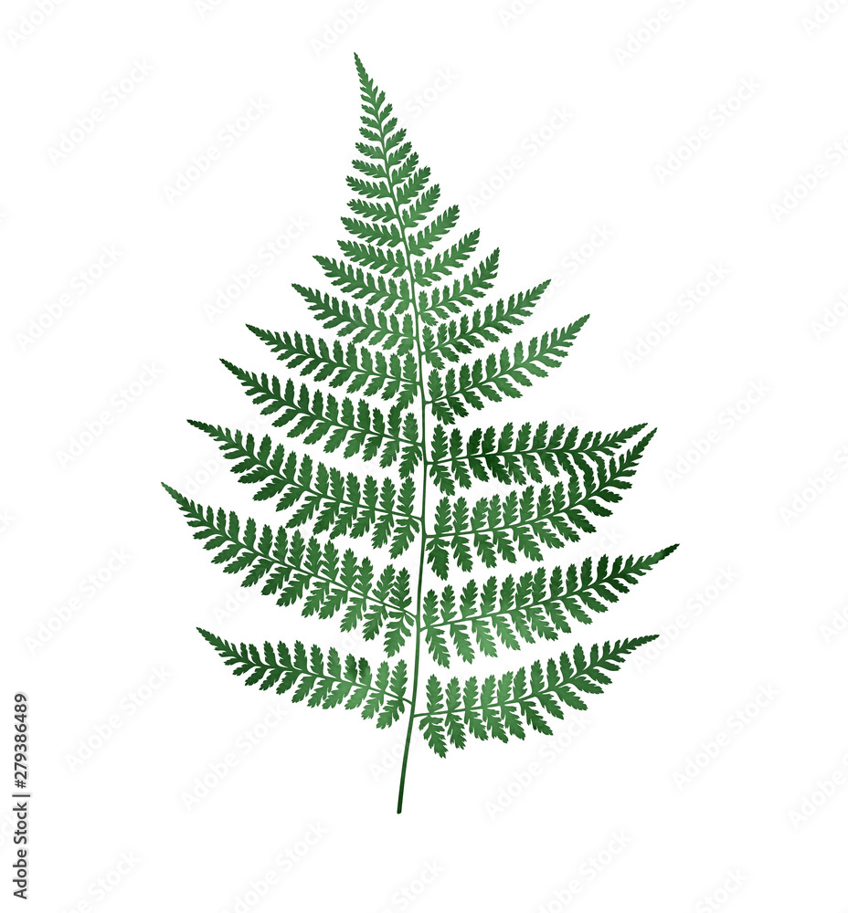 Watercolor fern isolated on white background. Botanical illustration. Watercolor fern isolated on white background. Botanical illustration.