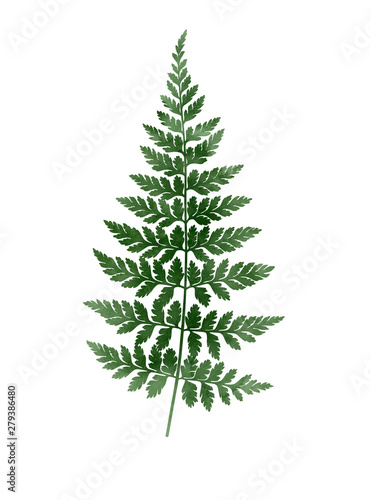 Watercolor fern isolated on white background. Botanical illustration.