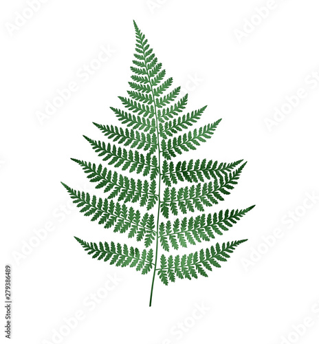 Watercolor fern isolated on white background. Botanical illustration. © Oleksandra