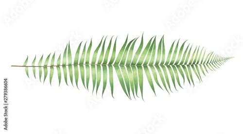Watercolor fern isolated on white background. photo