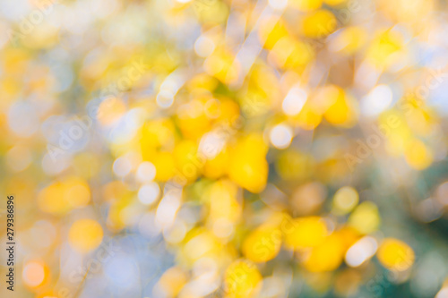 Abstract defocused nature background with autumn leaves and bokeh
