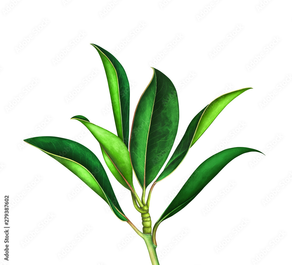 Fototapeta premium Magnolia branch isolated on white. Hand drawn watercolor illustration.