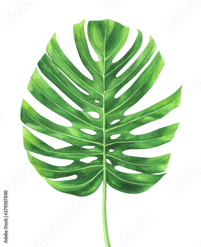 Tropical leaf of Monstera plant isolated on white background.