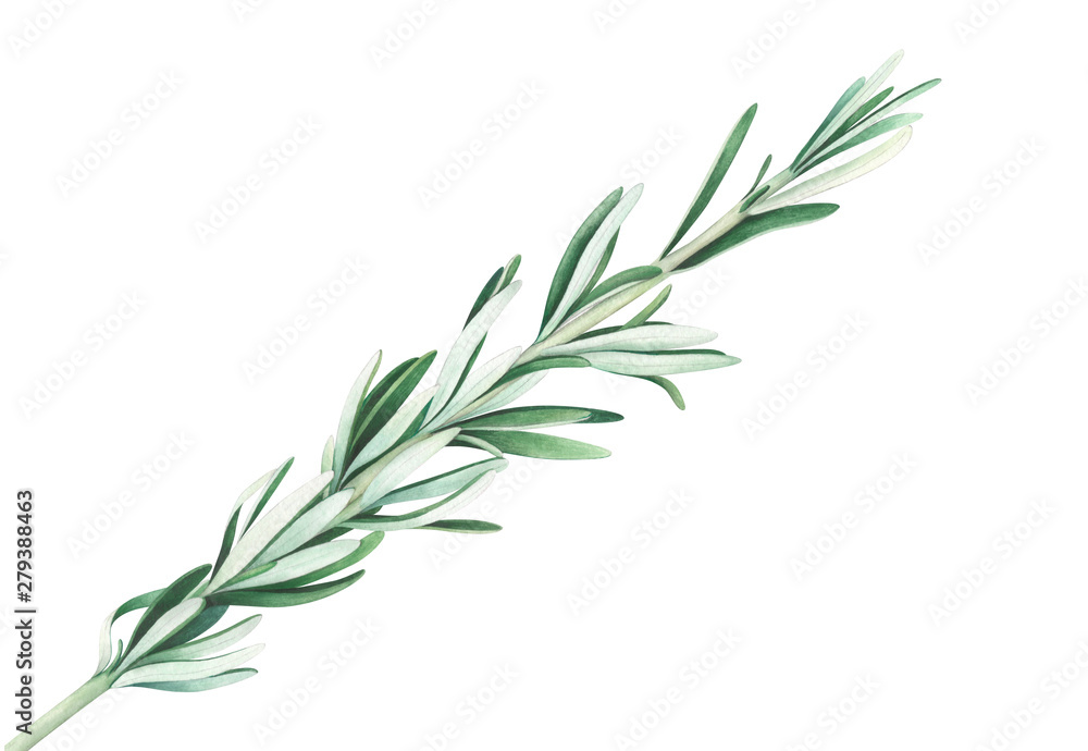 Rosemary branch isolated on white. Watercolor hand drawn illustration. Rosemary branch isolated on white. Watercolor hand drawn illustration.