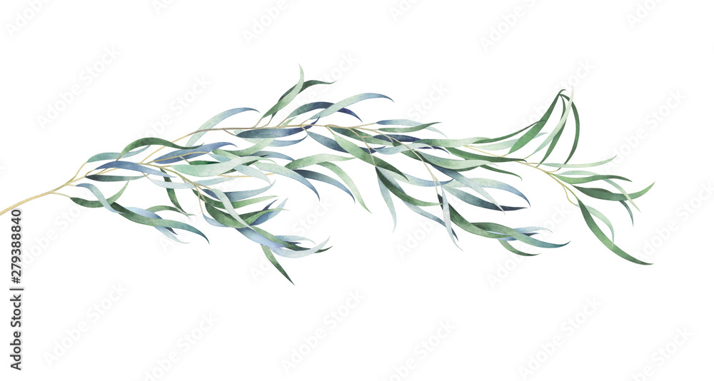 Eucalyptus branch isolated on white. Watercolor hand drawn illustration. - obrazy, fototapety, plakaty 