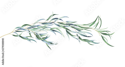 Eucalyptus branch isolated on white. Watercolor hand drawn illustration. photo