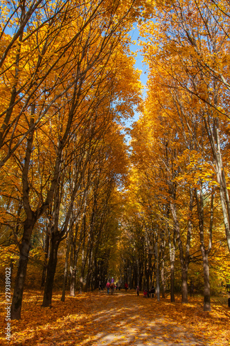 Alley of autumn trees. Yellow, vertical