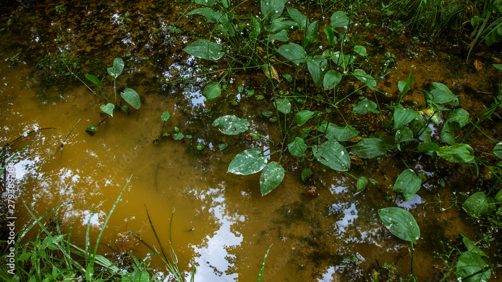 Obraz premium Plants in a swamp