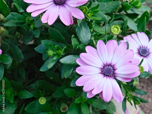 Violet African Daisy  osteospermum . Osteospermum Ecklonis Purple flower in the garden.