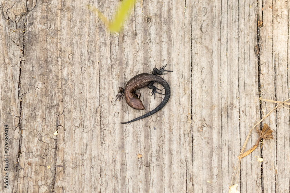 Tiny Viviparous lizard on wood Tiny Viviparous lizard on wood