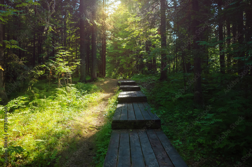 Wooden path in the urban forest. The concept of solitude, walks in nature. Green tones, bright sun. Place for text, background image. Wooden path in the urban forest. The concept of solitude, walks in nature. Green tones, bright sun. Place for text, background image.
