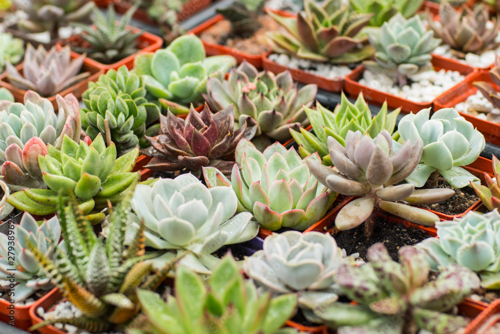 Obraz premium Close of manny succelents and cactuses on the market table