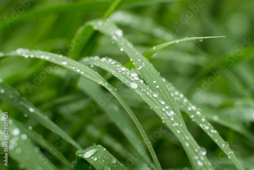 Close up of water drops on green grass