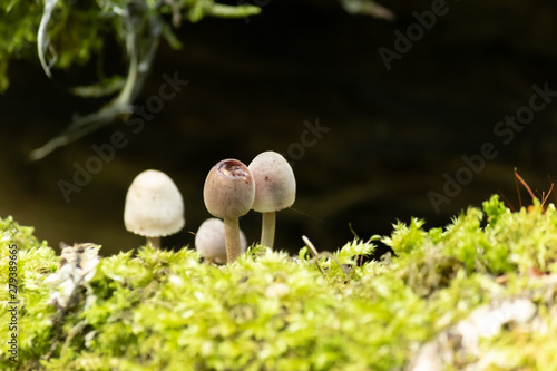 tiny mushrooms in the forest