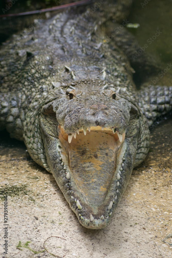 Fototapeta premium COZUMEL, Mexico: closeup of crocodile with open mouth