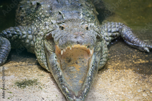 COZUMEL, Mexico: closeup of crocodile with open mouth photo