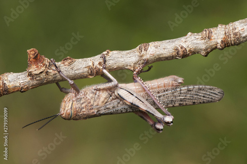 Anacridium aegyptium Egyptian locust large grasshopper just after emerging at its last stage of development with still pale colors waiting to harden its cuticle photo