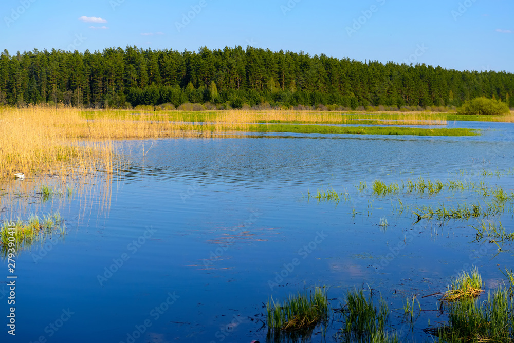 Obraz premium Autumn evening landscape with the river and a beautiful tree