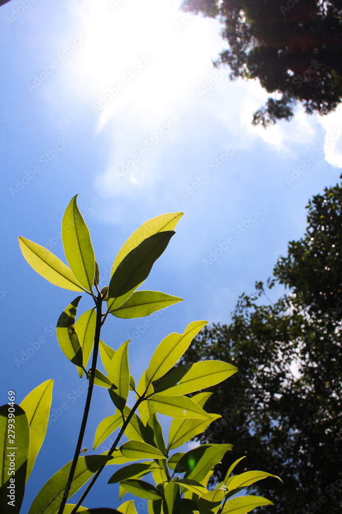 Obraz premium Beautiful Combination With Sunny sky and nature