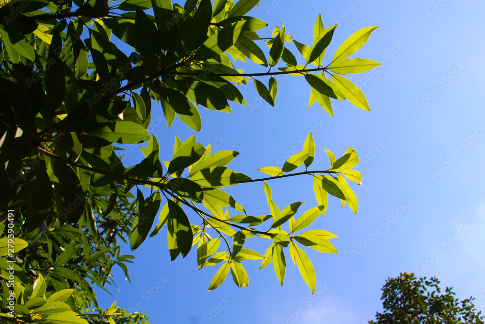 Green Plant with Sky Green Plant with Sky
