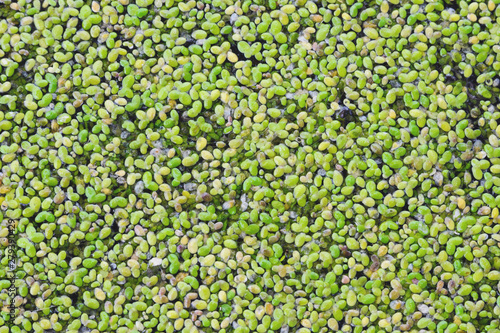 Green duckweed on the water. Close-up. Texture. Growing macroalgae - duckweed, family Lemna for feeding birds and fish. Ecobusiness.