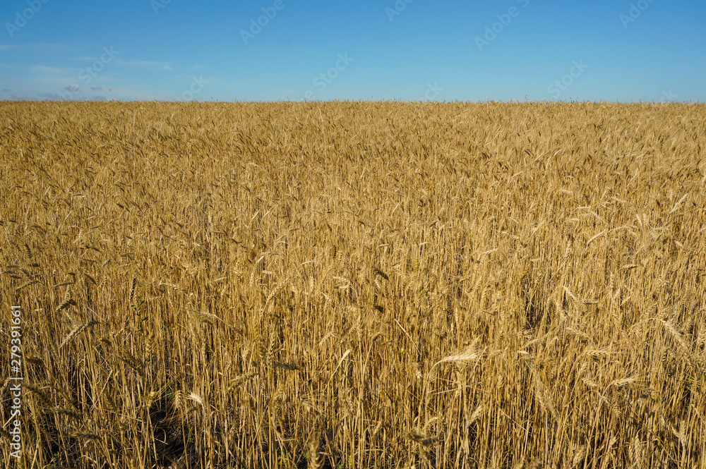 golden wheat field golden wheat field