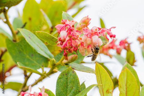 abeja polinizando  photo