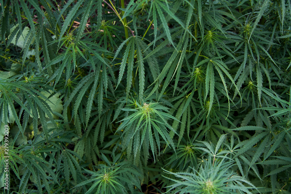 Drug of plant origin - hemp view from above. Drug of plant origin - hemp view from above.